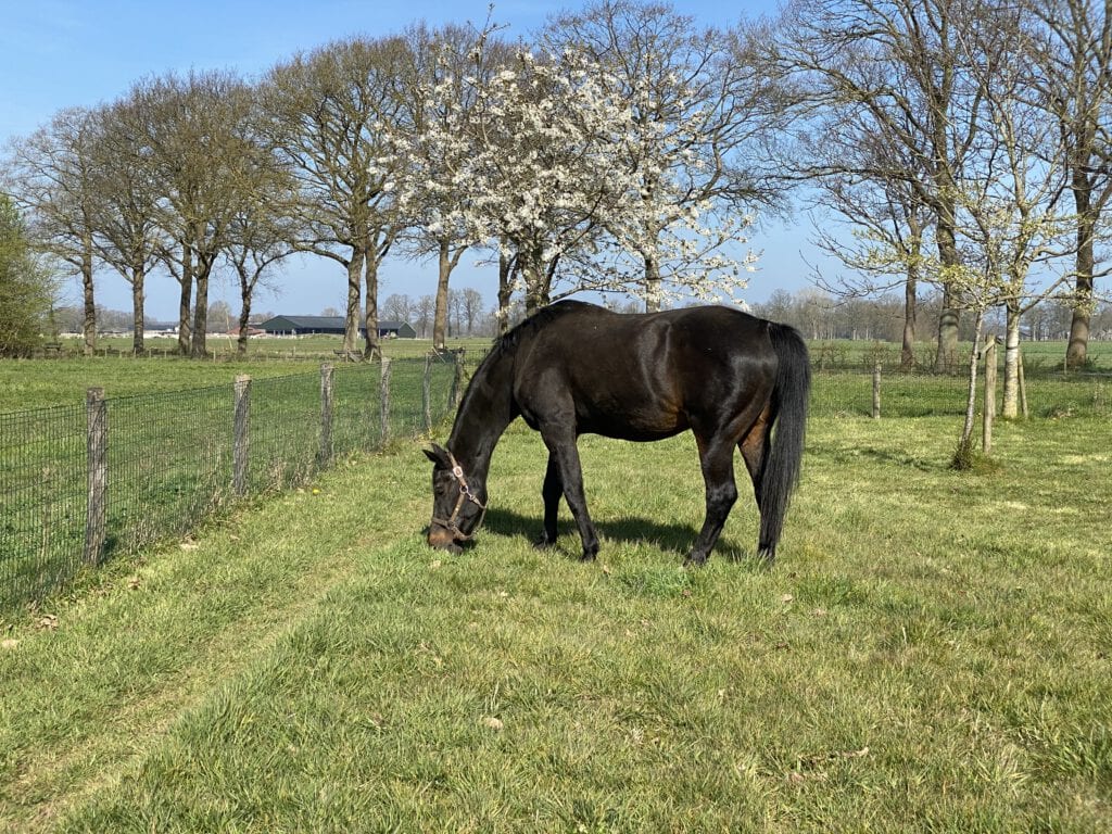 Rinus mag even in de tuin grazen