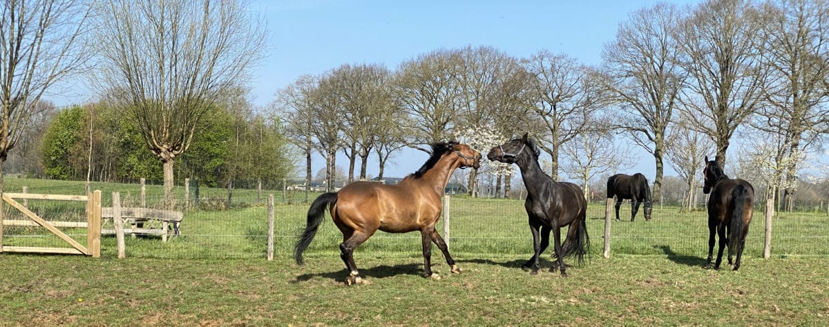Paarden_kunnen_Lekker_spelen